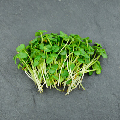 Micro-pousses de shiso vert