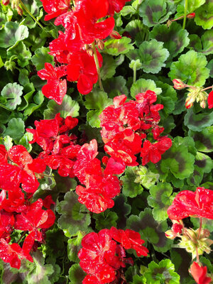 Geranium zonal rouge