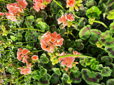 Geranium zonal saumon