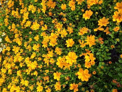 Bidens jaune