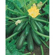 Courgette