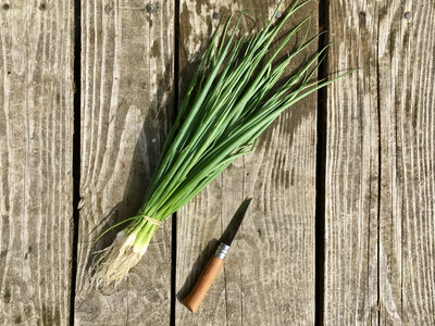 Oignons ciboule botte