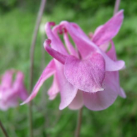 Plant ancolie des jardins en mélange