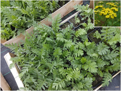 Plant tanaisie
