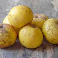 Reinette armorique bio