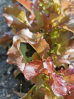 Feuilles de chênes coupées rouges