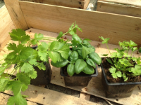 A planter - trio aromatique 'indispensable'