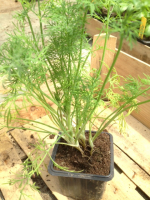 A planter - aneth en petit pot