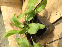 A planter - oseille en petit pot