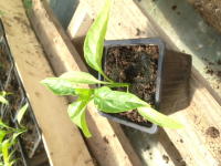 A planter - poivrons