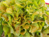 Laitue feuille de chène