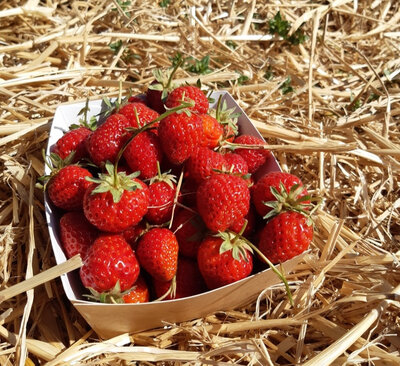 Fraise bio 250g - 3,5