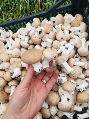 Champignons bio bruns de paris