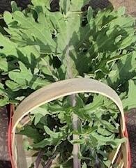 Chou kale rouge