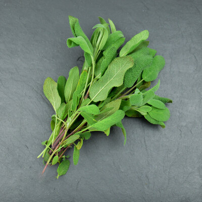 Sauge officinale