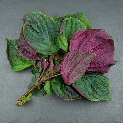 Shiso coréen
