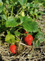 Fraises bio