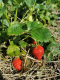 Fraises bio - image 2