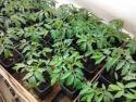Plant de tomate roma