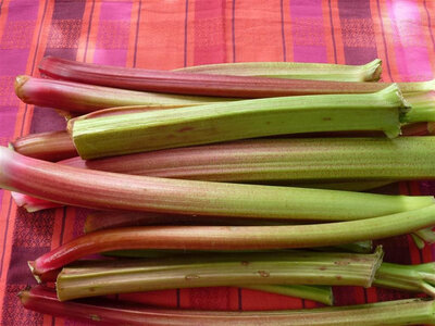 Rhubarbe bio