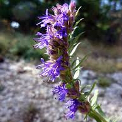 Plant d'hysope