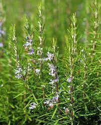 Eau florale romarin
