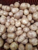 Pommes de terre nouvelle sirtema moy