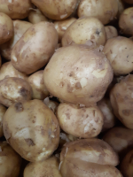 Pommes de terre sirtema