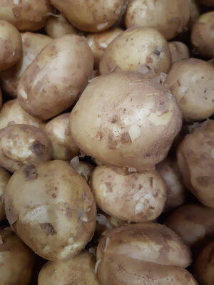 Pommes de terre sirtema