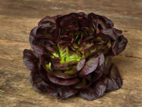 Salanova rouge (la pièce)