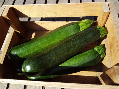 Courgette
