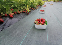 Fraises plein champs