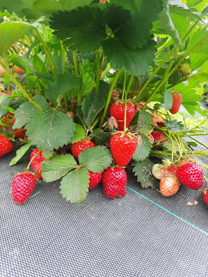Barquette de 250g de fraise