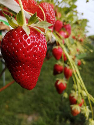 Fraises