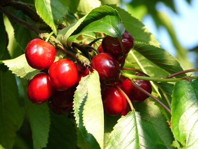 Cerises