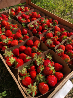 Fraises de plein champ