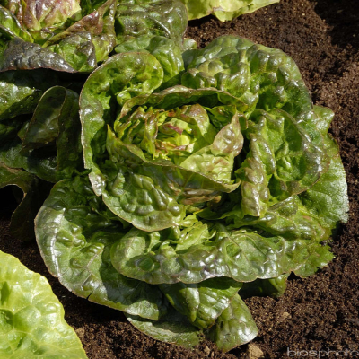 Petite salade rougette bio