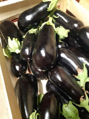 Aubergine