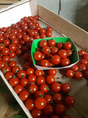Tomate cerise