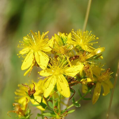 Plant millepertuis (vivace)