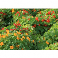 Plant capucine naine (annuelle/fleur comest)