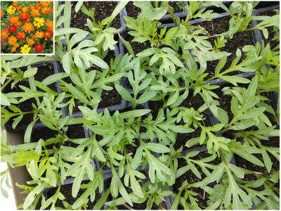 Plant cosmos