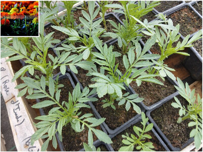 Plant rose d'inde