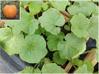 Plant courge - jack'o lantern