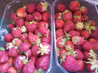 Fraises à confiture