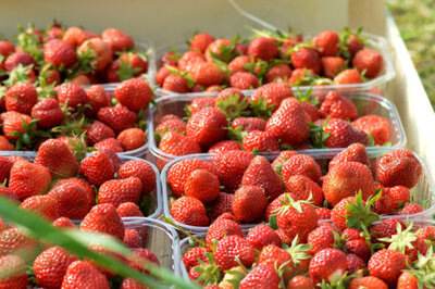 Fraises ciflorettes