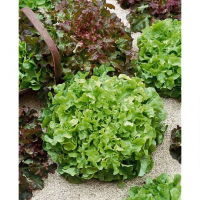 Salade feuilles de chêne (bowl) bio