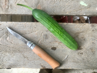 Concombre libanais pièce