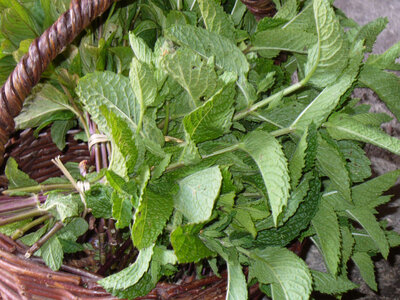 Bouquet de menthe