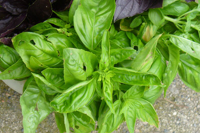 Bouquet de basilic